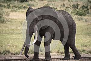 African elephant bull with big tusks