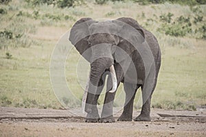 African elephant bull with big tusks