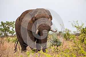 African elephant bull with big tusks eating alongside the road in the Kruger Park