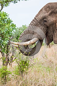 African elephant bull with big tusks eating alongside the road in the Kruger Park