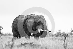 African elephant bull with big tusks eating alongside the road in the Kruger Park