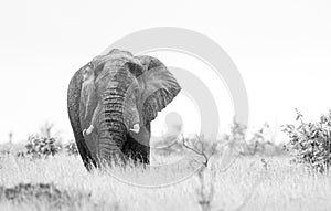 African elephant bull with big tusks eating alongside the road in the Kruger Park