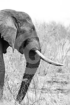 African elephant bull with big tusks eating alongside the road in the Kruger Park