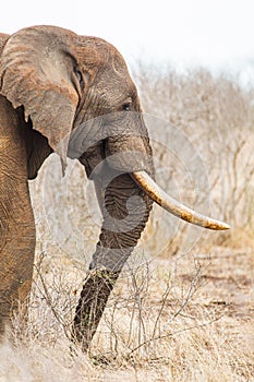 African elephant bull with big tusks eating alongside the road in the Kruger Park