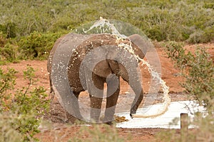 African elephant bull blowing water