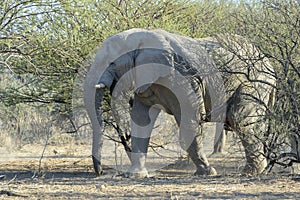 African Elephant bull in bushveld