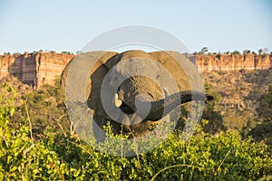 African Elephant bull by Chilojo Cliffs