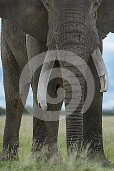 African Elephant bull close up