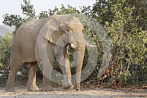 African Elephant bull, desert adapted, scratching