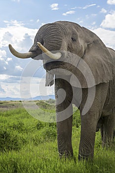 African Elephant bull drinking, close-up