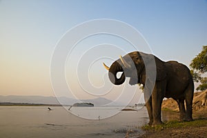 African Elephant bull drinking on the Zambezi rive