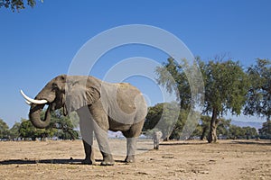 African Elephant bull eating photo