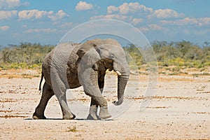 African elephant bull - Etosha National Park