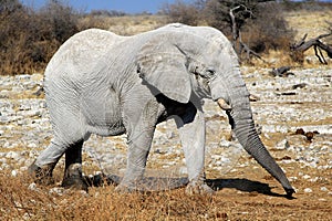 African elephant bull in Etosha Wildlife Reserve