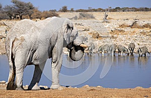 African elephant bull in Etosha Wildlife Reserve