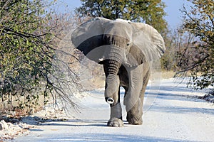 African elephant bull in Etosha Wildlife Reserve