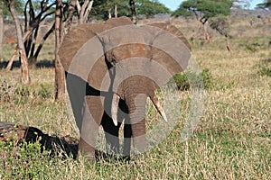 African elephant bull flapping its ears, Tanzania