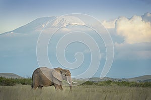 Un elefante toro antes conectar 