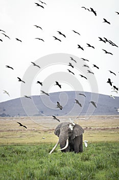 African elephant bull grazing in green grass with a flock of birds above its head in Amboseli in Kenya