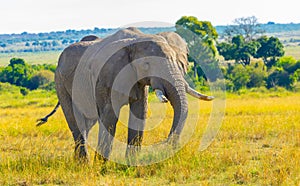 African elephant bull grazing in Masai Mara photo