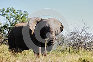 African Elephant Bull in its Natural Habitat