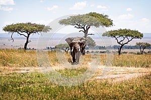 African Elephant Bull in Kenya Africa Acacia Tree Field