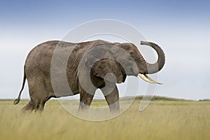 African Elephant  bull in landscape