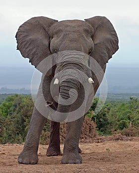 African Elephant bull leaning to one side