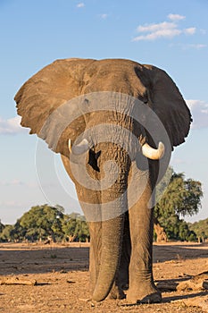African Elephant bull (Loxodonta africana)