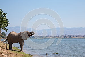 African Elephant bull (Loxodonta africana) drinking