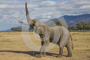 African Elephant bull (Loxodonta africana) lifting up trunk photo