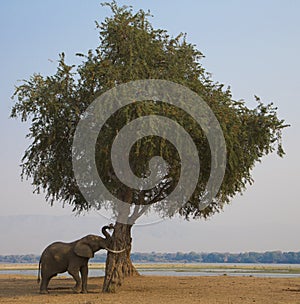 African Elephant bull (Loxodonta africana) pushing tree