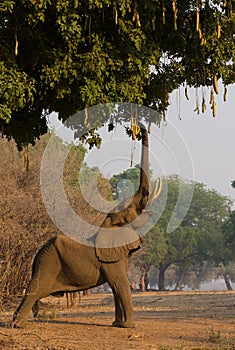 African elephant bull (Loxodonta africana) reaching up