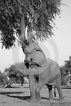 African Elephant bull (Loxodonta africana) reaching up to branch
