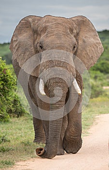 African Elephant Bull or Male