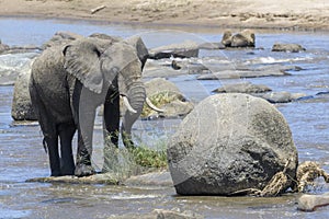 African Elephant bull in Mara river