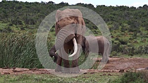 African Elephant Bull in Musth