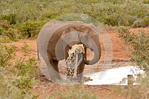 African elephant bull playing with water