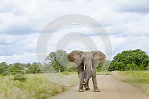 African Elephant bull standing in the middle of the road with ears open