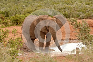 African elephant bull standing at water hole