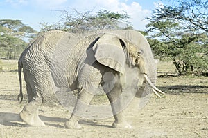 African Elephant  bull throwing dust