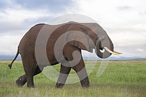 African Elephant  bull walking in landscape