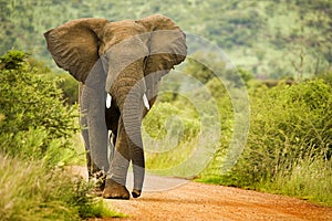 African elephant photo