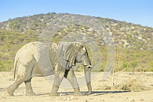 African Elephant bull walking on savanna,