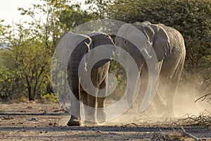 African Elephant bull walking towards camera