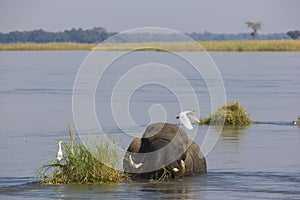 African Elephant bull in water