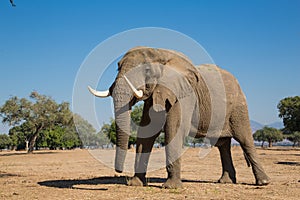 African Elephant bull photo