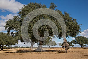 African Elephant bull (Loxodonta africana) going up on his back photo