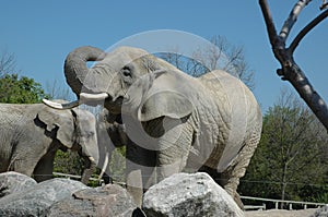 African elephant bulls