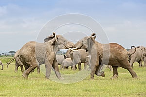 African elephant bulls fighting